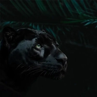 Black Panther - Черная пантера
